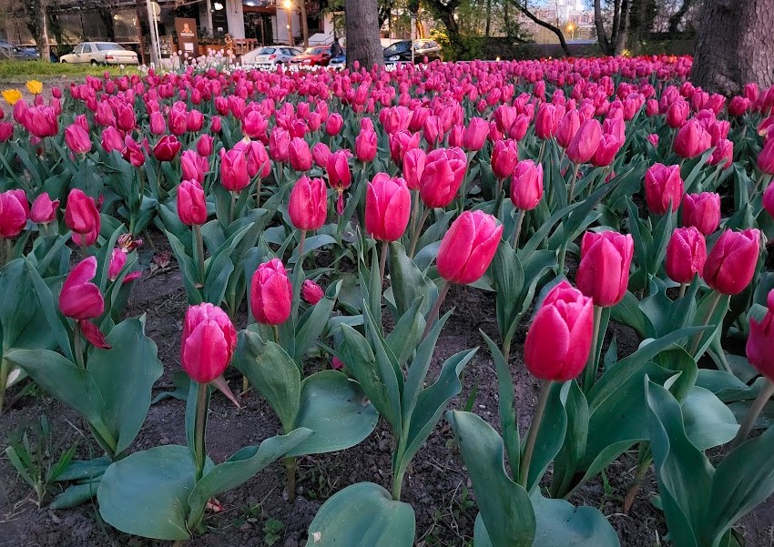 florile nu au culoarea de pe etichetă