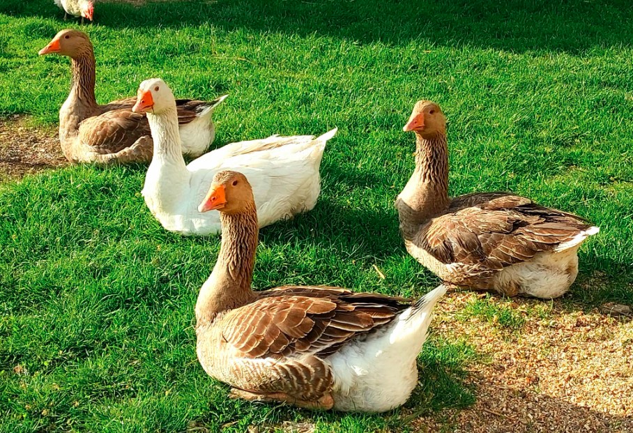 furaj pentru gâște