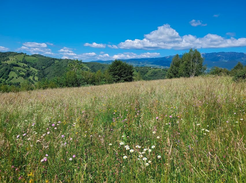 înființarea de elemente noi de peisaj pe terenurile arabile.