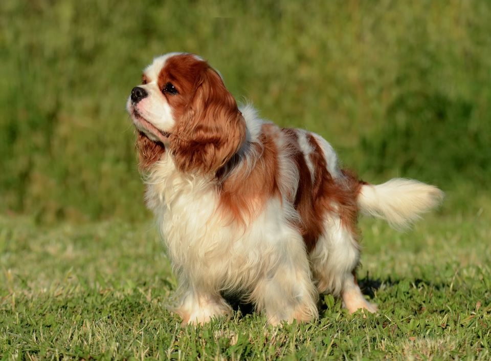 Cavalier King Charles Spaniel