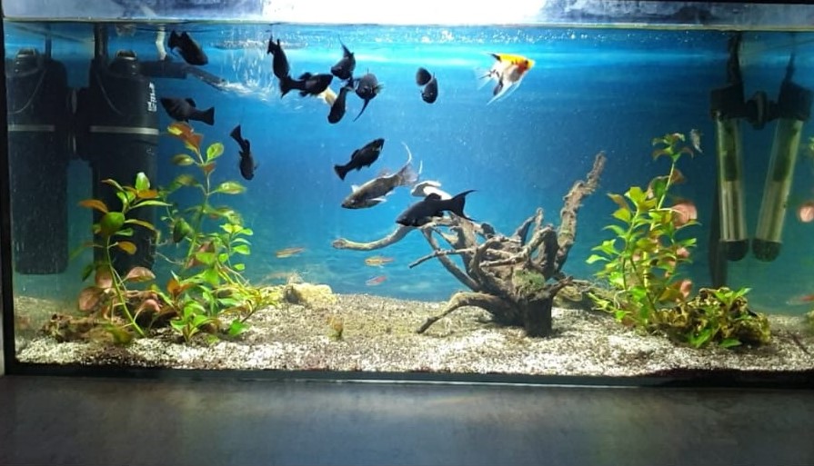 soluții pentru întreținerea acvariului