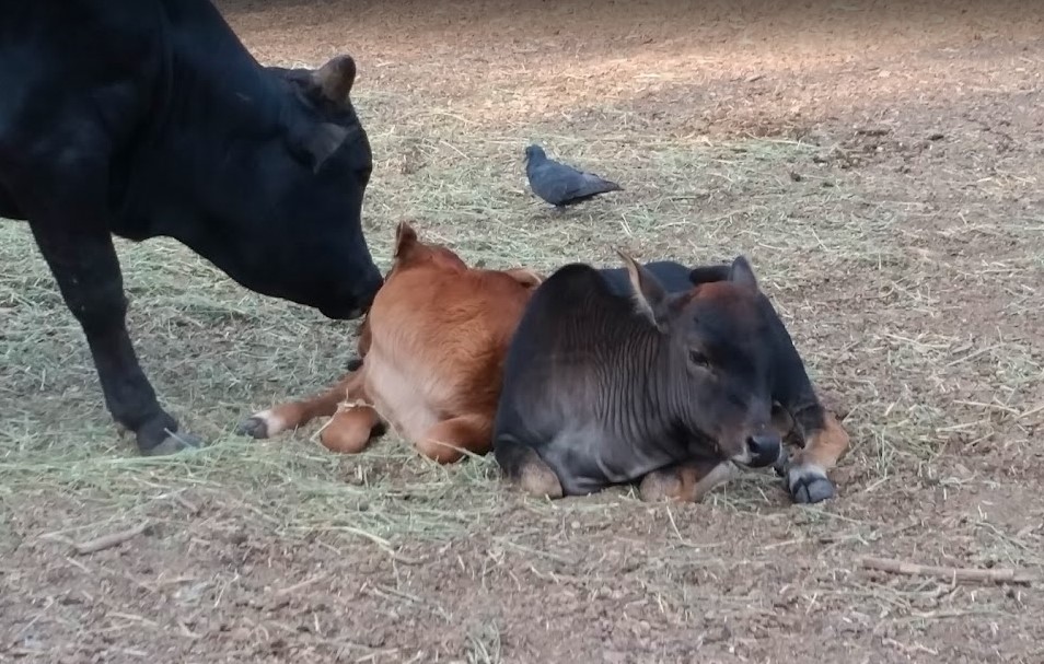 achiziționarea de juninci de lapte, juninci de carne, scroafe