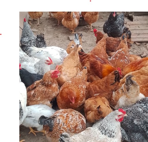 Ce rasă de pui de o zi să alegi