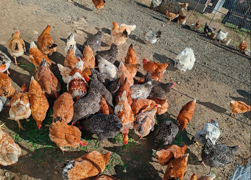 rasă mixtă Agroland