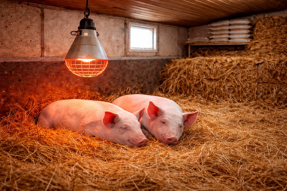 porcinele sunt sensibile la frig