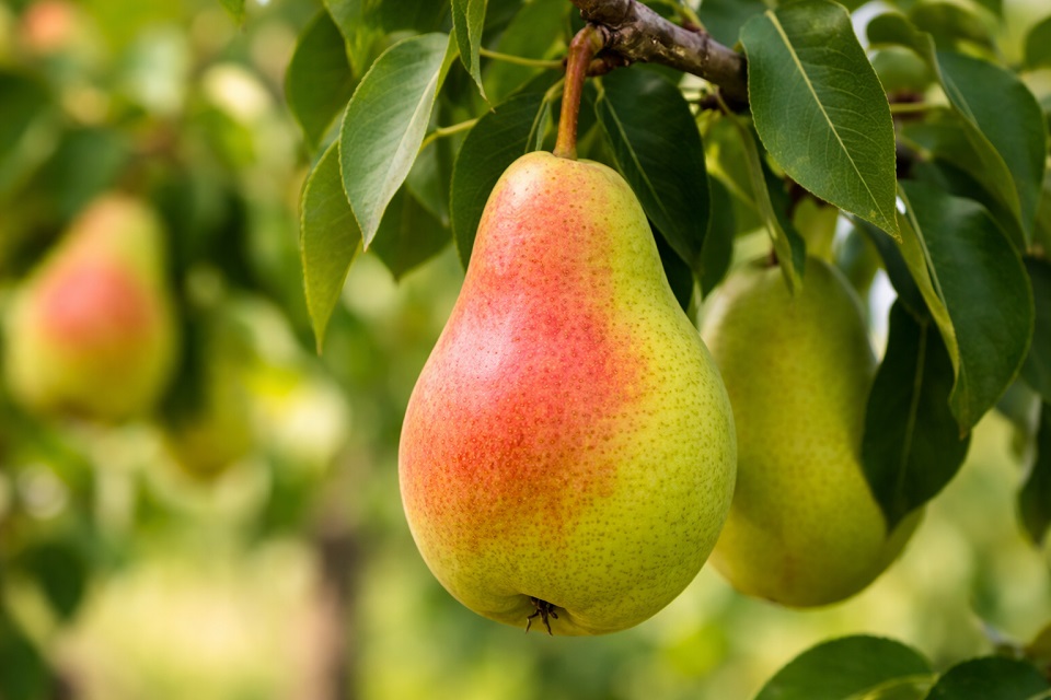 păr Favorita lui Clapp