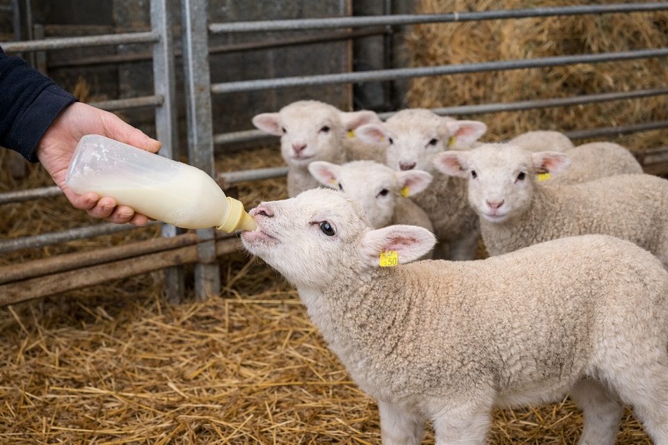 lapte praf pentru miei