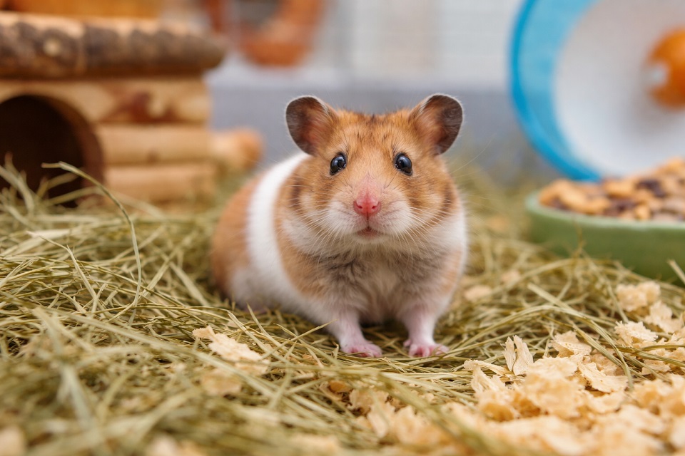 așternut pentru hamsteri