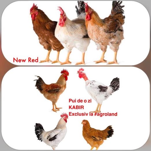 Kabir Roșu, Kabir Gri, Kabir Gât Golaș,