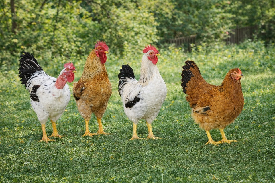 cum arată rasa Kabir