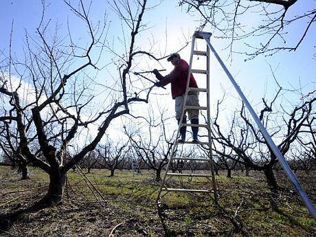 curățarea pomilor primăvara