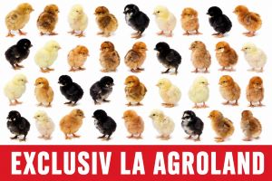 Puicuțe Curcubeu - exclusiv la Agroland