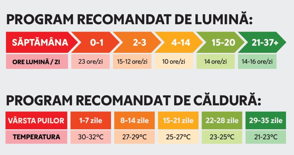 lumina din adăpostul puilor de o zi